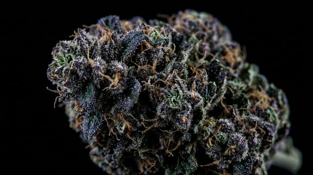 Blue Dream cannabis bud