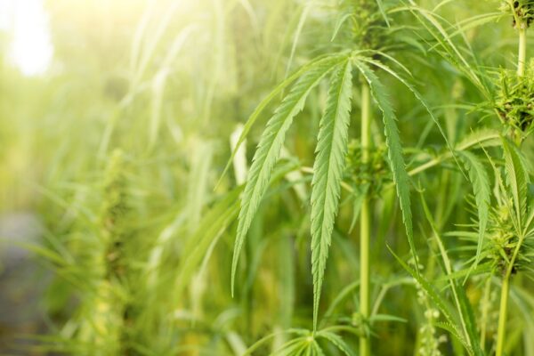 Hemp leaves