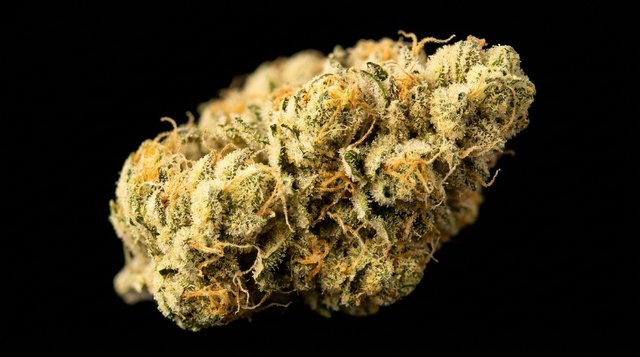 Lemon Cookies cannabis bud