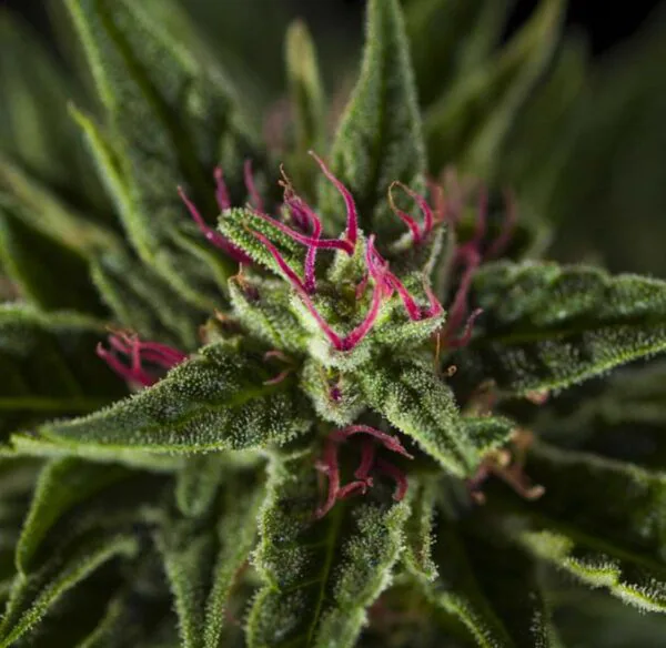 Macro view of a flowering hemp plant