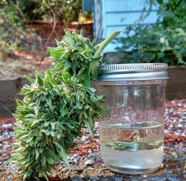 Hemp flower beside a glass jar