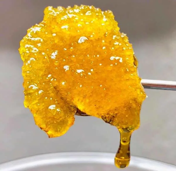 Golden botanical extract on a laboratory tool