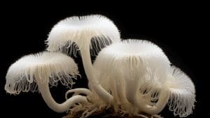 lions-mane-mushroom