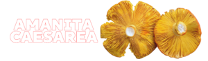 AMANITA-Caesarea-MUSHROOMS