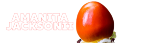 AMANITA-JACKSONII-MUSHROOMS