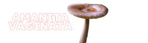 AMANITA-Vaginata-MUSHROOMS-1