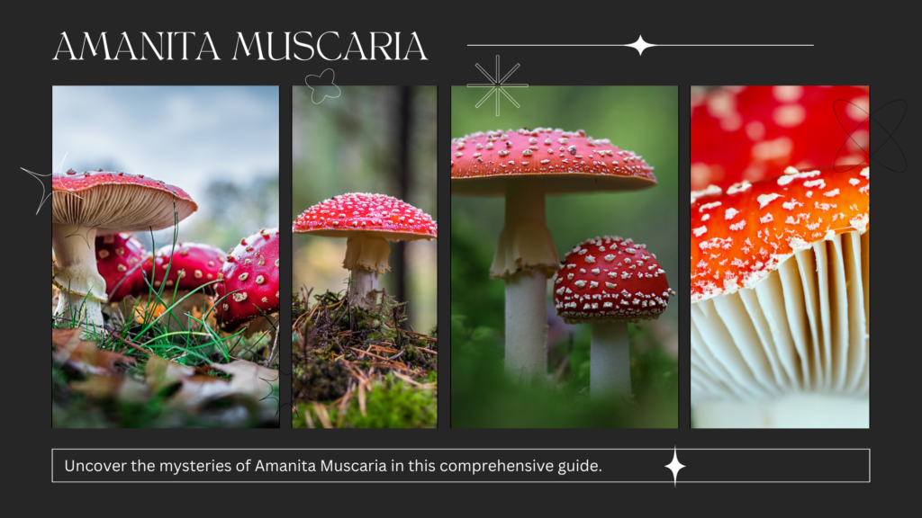 amanita muscaria comprehensive guide