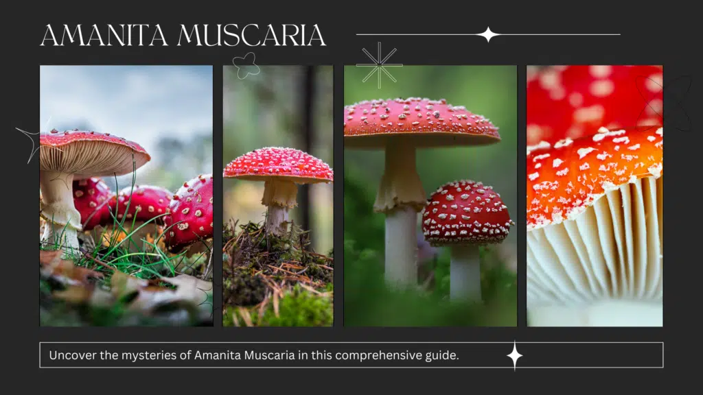 Amanita Muscaria: A-Z Guide to Fly Agaric