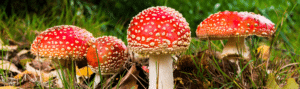 amanita-muscaria-mush-hdr