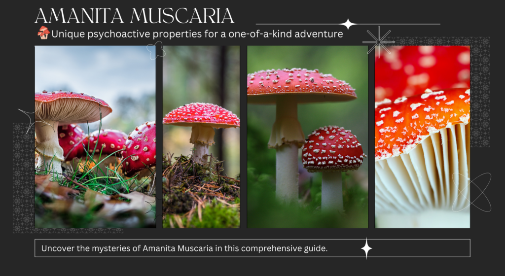 Four vibrant images of Amanita Muscaria mushrooms, showcasing their distinctive red caps with white spots in a natural setting.
