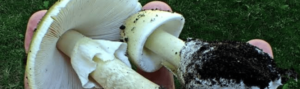 amanita-phalloides