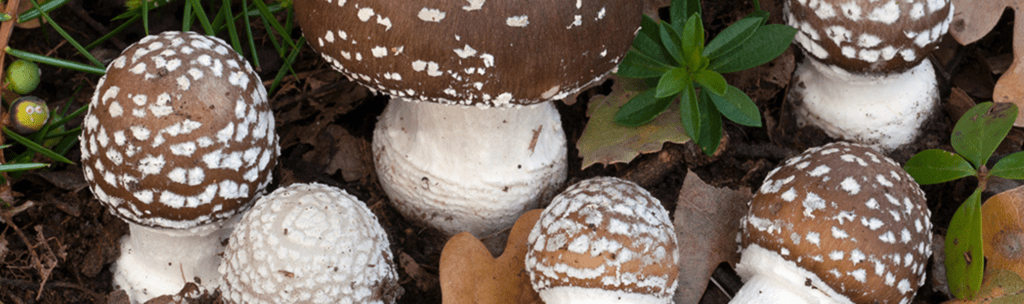 Amanita Pantherina