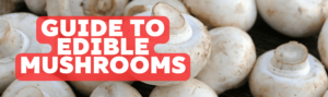 edible-mushroom-guide
