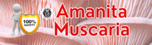 lab-tested-amanita-muscaria