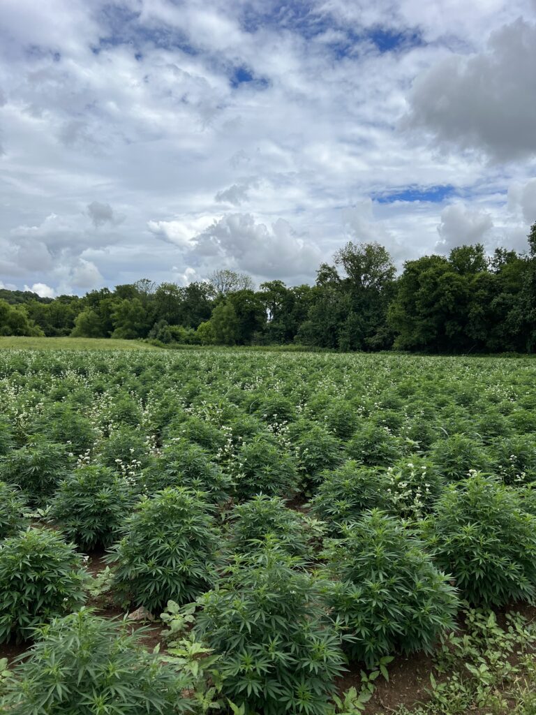 Lush hemp field representing the roots of small cannabis farming and locally grown CBD