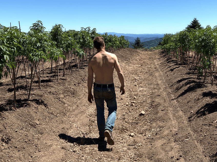 Small cannabis farmer walking through a hemp field, representing grassroots cultivation and local cannabis sourcing