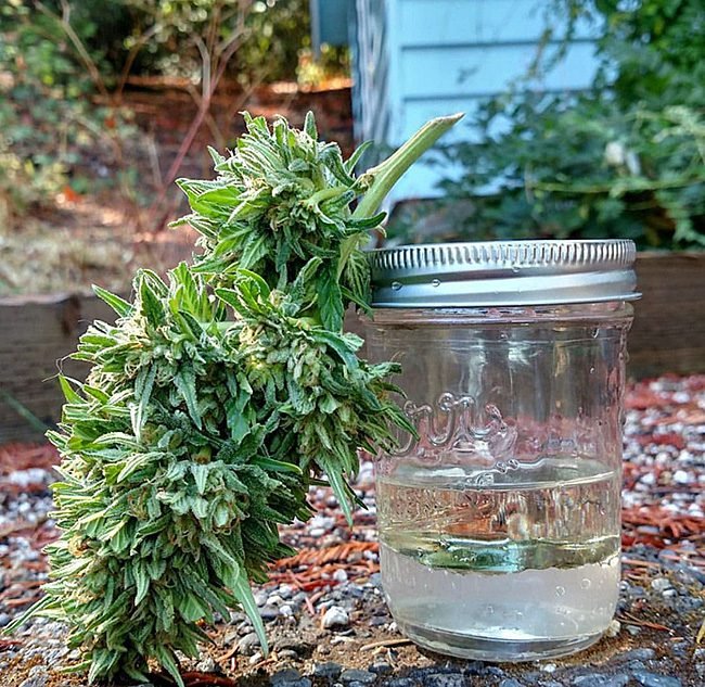 Real Terpenes