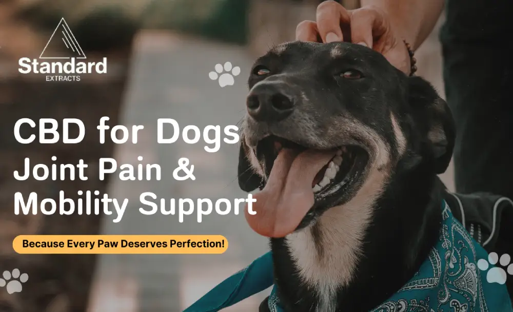 CBD for Dogs