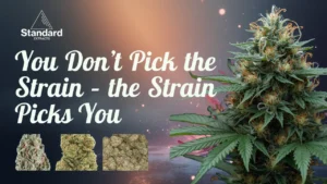 Choose Strain