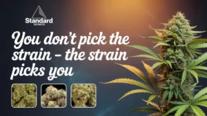 strain pick you - choose strain