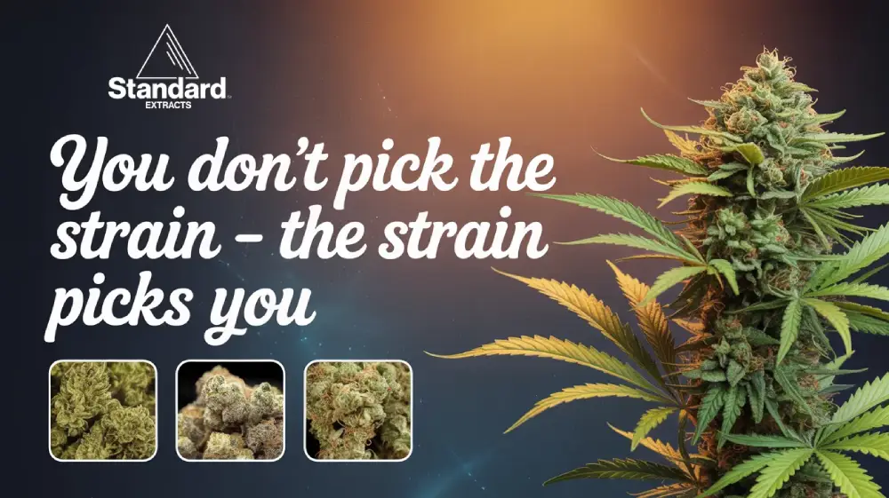 strain pick you - choose strain