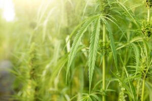 A close up of a plant highlights its natural textures, inviting curiosity about how hemp helps with inflammation and supports overall wellness.