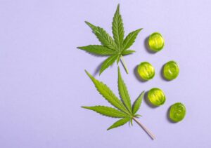 Two cannabis leaves are arranged on a light purple surface next to five green round candies, offering a playful nod to the various types of CBD products available.
