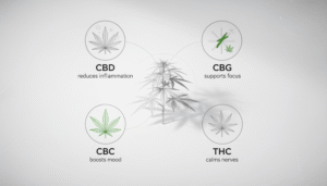 A man looks at a medical diagram showing types of pain—neuropathic, inflammatory, chronic, and musculoskeletal—marked on a human silhouette with cannabis leaf icons at pain points.